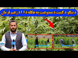 فرمان؛ د بنګو د کښت د ممنوعیت په هکله د اسلامي امارت د زعیم فرمان