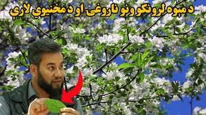 کرنه او مالداري؛ مېوه لرونکو ونو کې ناروغۍ ولې رامنځته کېږي او د مخنیوي لارې یې څه دي؟