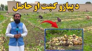 زما هېواد؛ د ننګرهار سره رود ولسوالۍ کې د پیازو کښت او حاصل